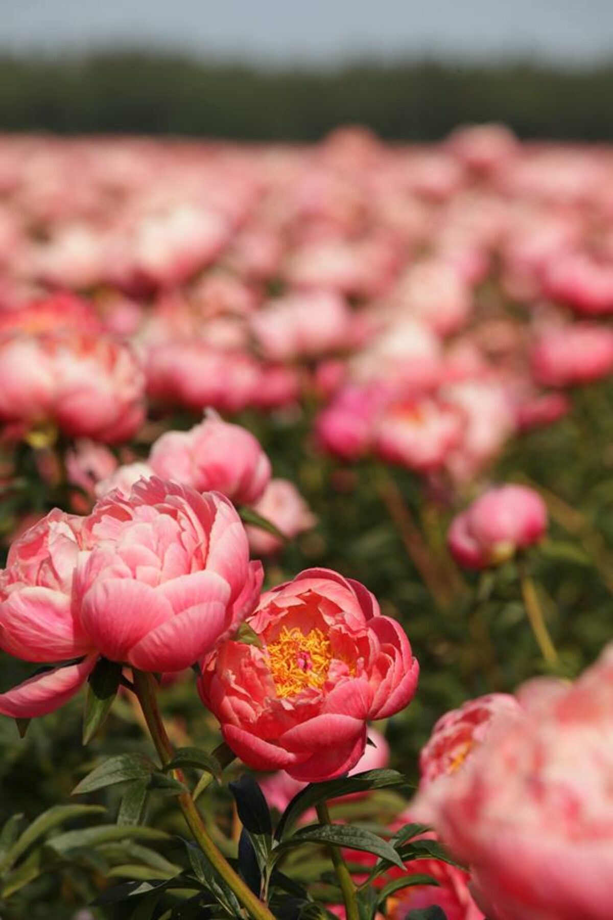 Paeonia Coral Charm in full bloom