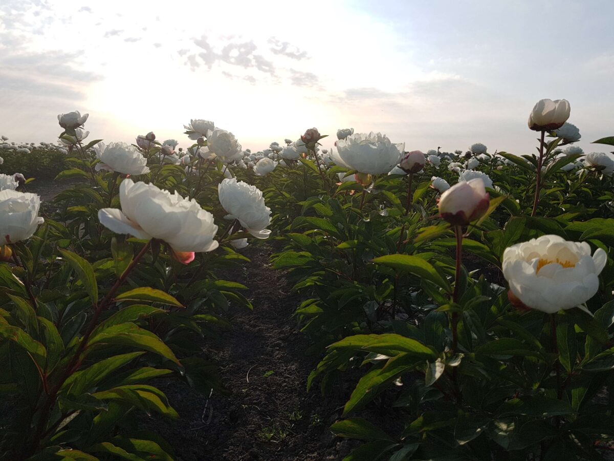 Blush pink Gardenia Paeonia in the sunset