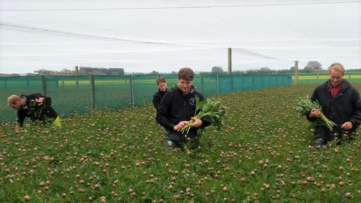 The fieldworkers of Triflor New Zealand