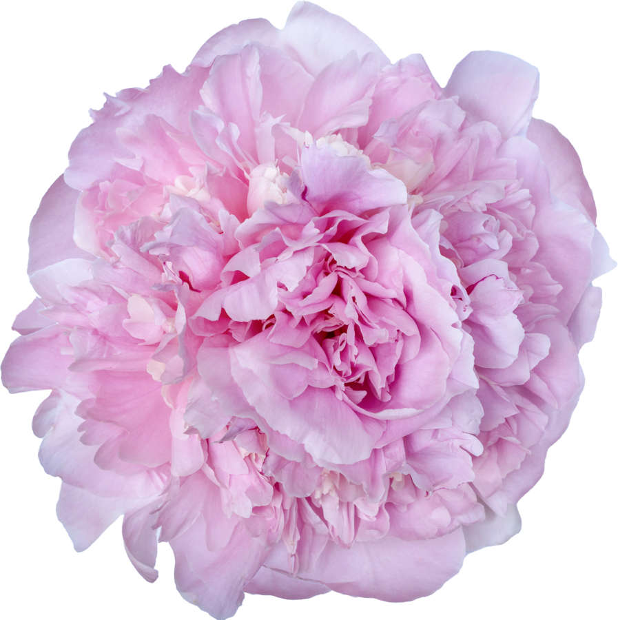 Paeonia Angel Cheeks