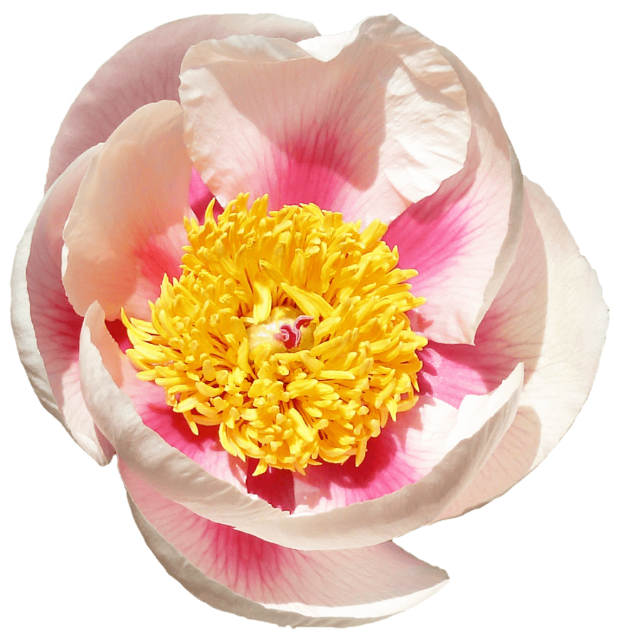 Paeonia Athena