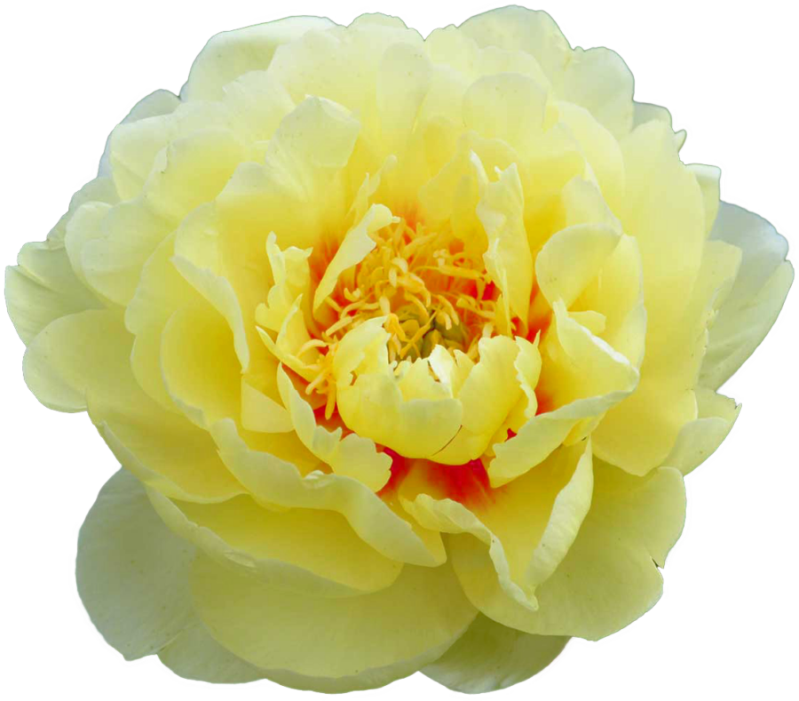 Paeonia Bartzella