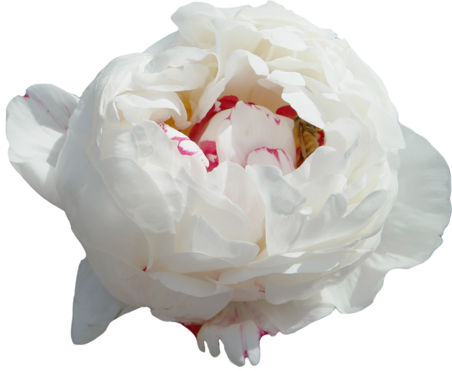 Paeonia Boule de Neige