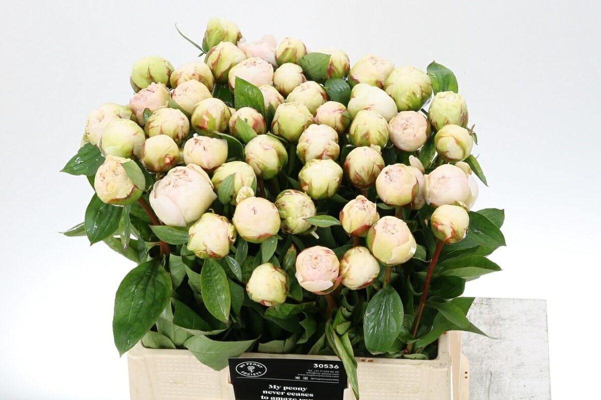 Paeonia Bowl of Cream