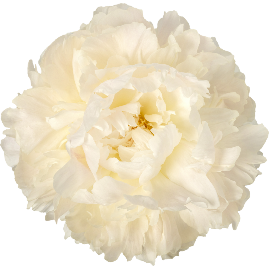 Paeonia Bowl of Cream