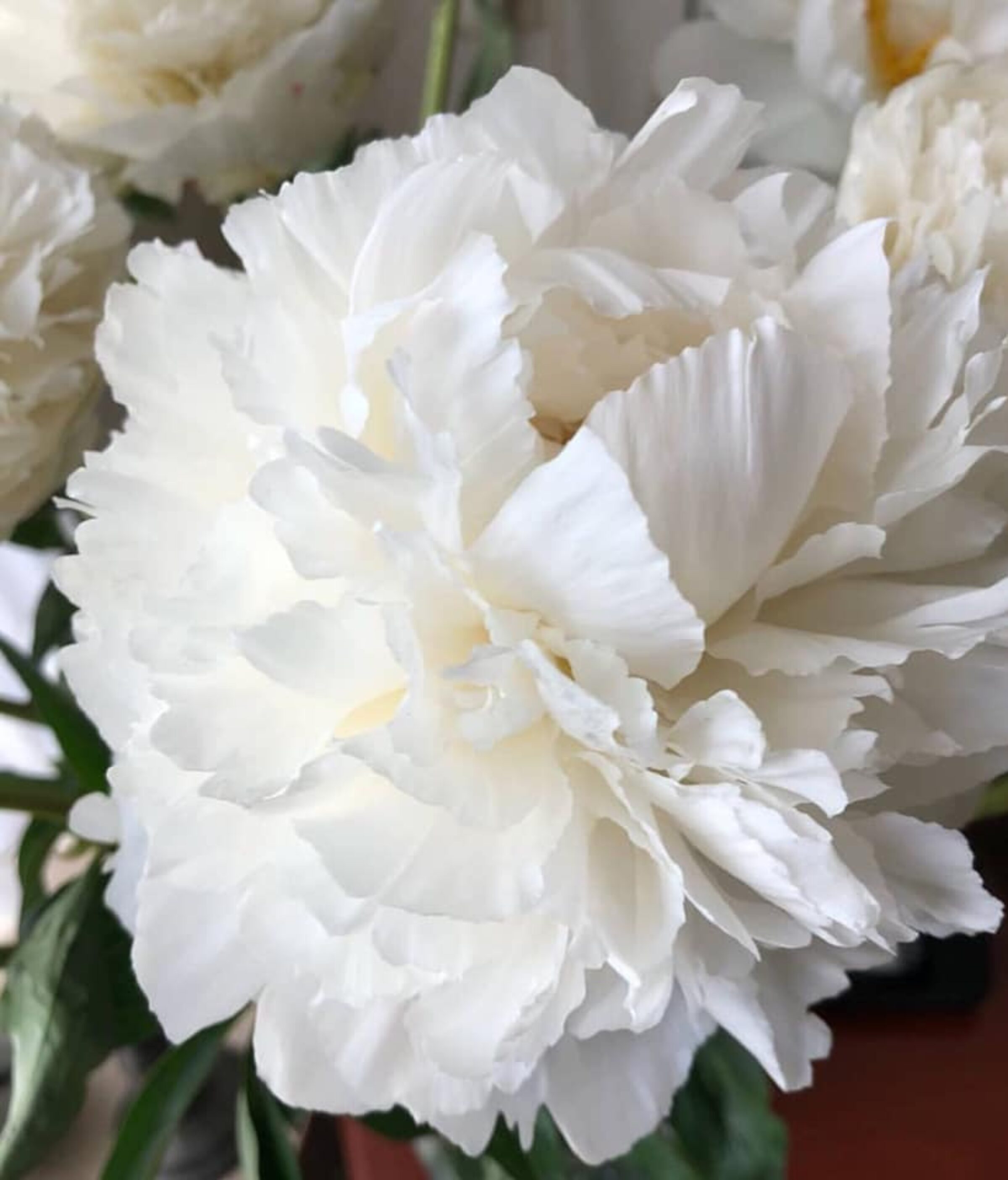 Paeonia Bowl of Cream