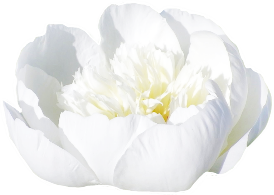 Pure white peonies | My Peony Society