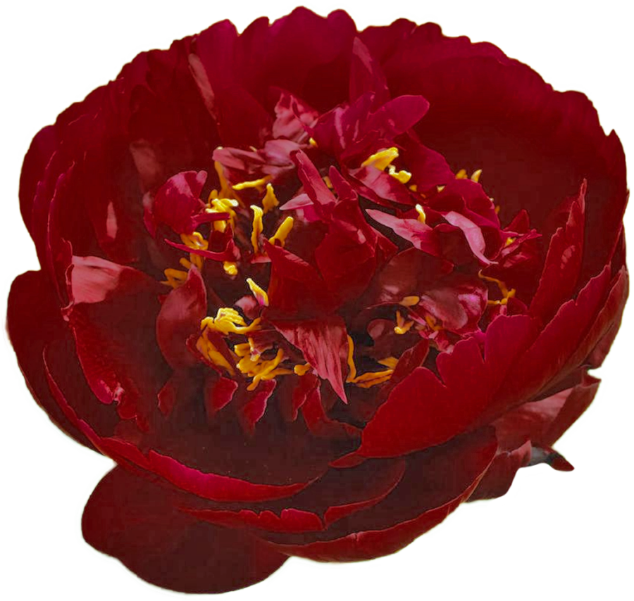 Paeonia Бакай Белль