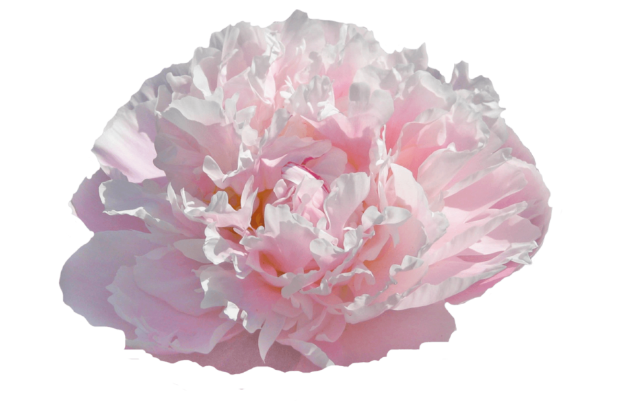 Paeonia Катарина Фонтейн