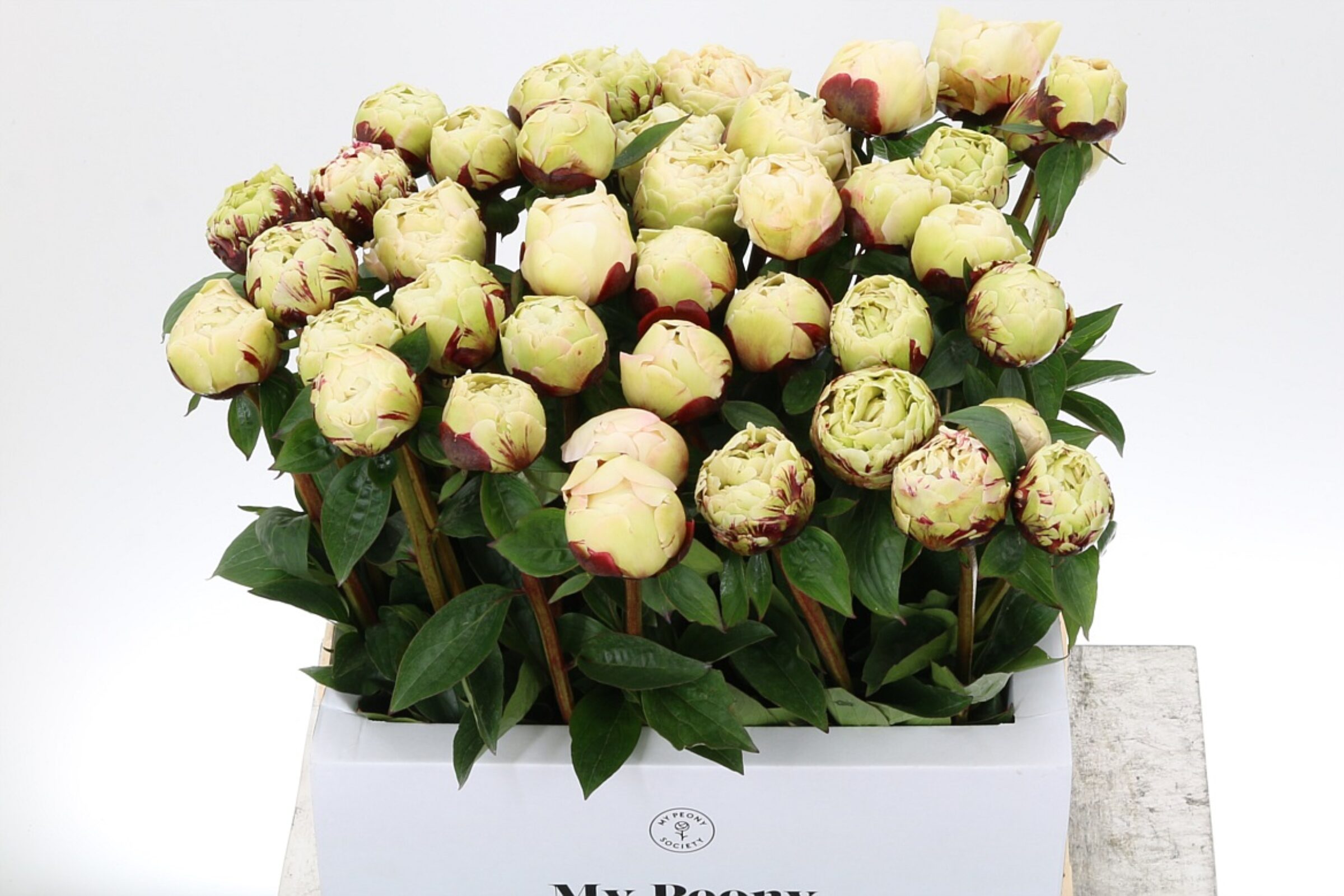 Paeonia Class Act