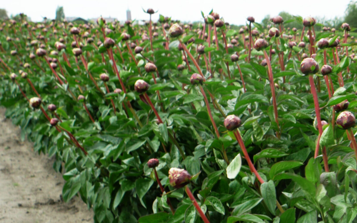 Paeonia Class Act Delta Peony