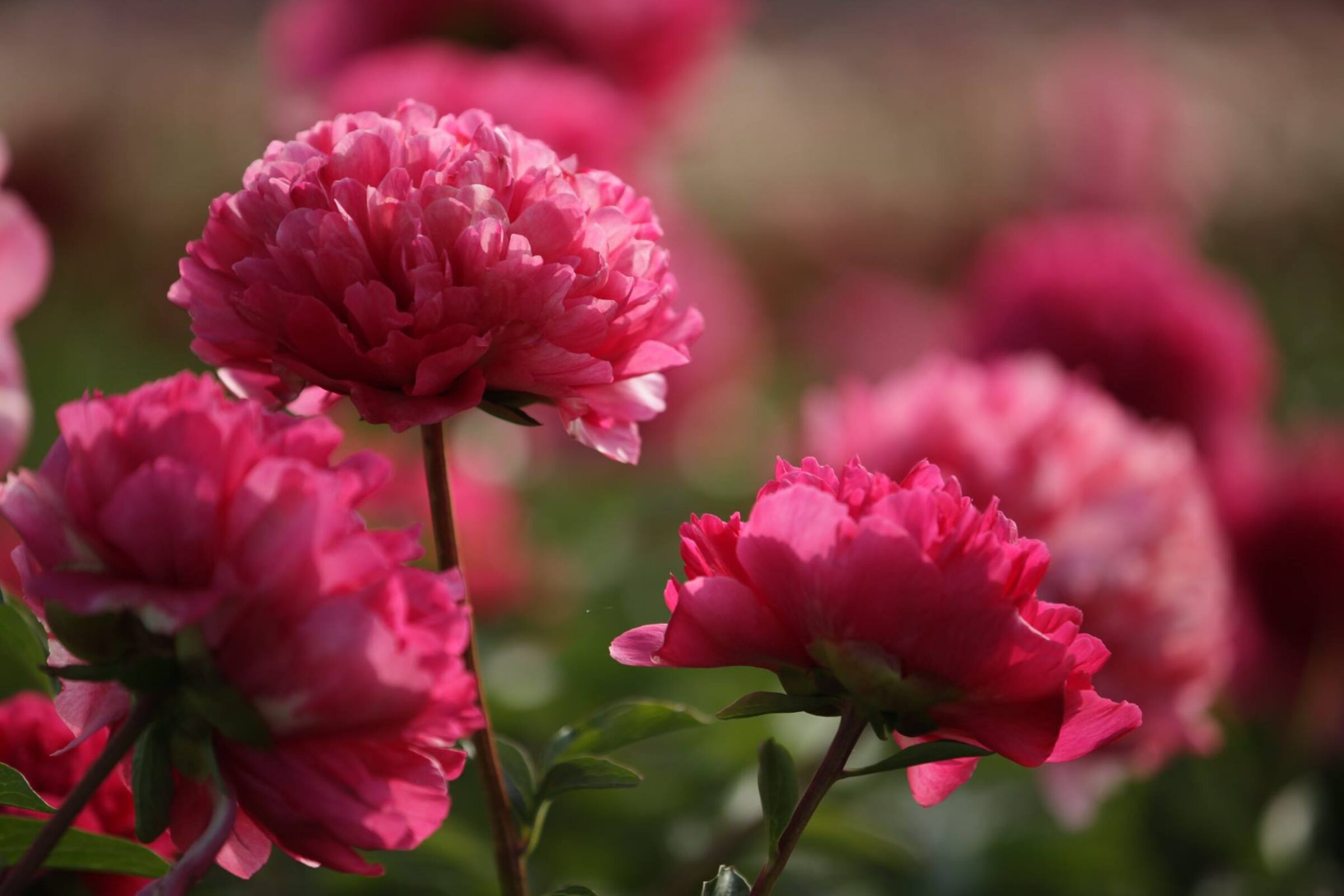 Open peony Command Performance in the field