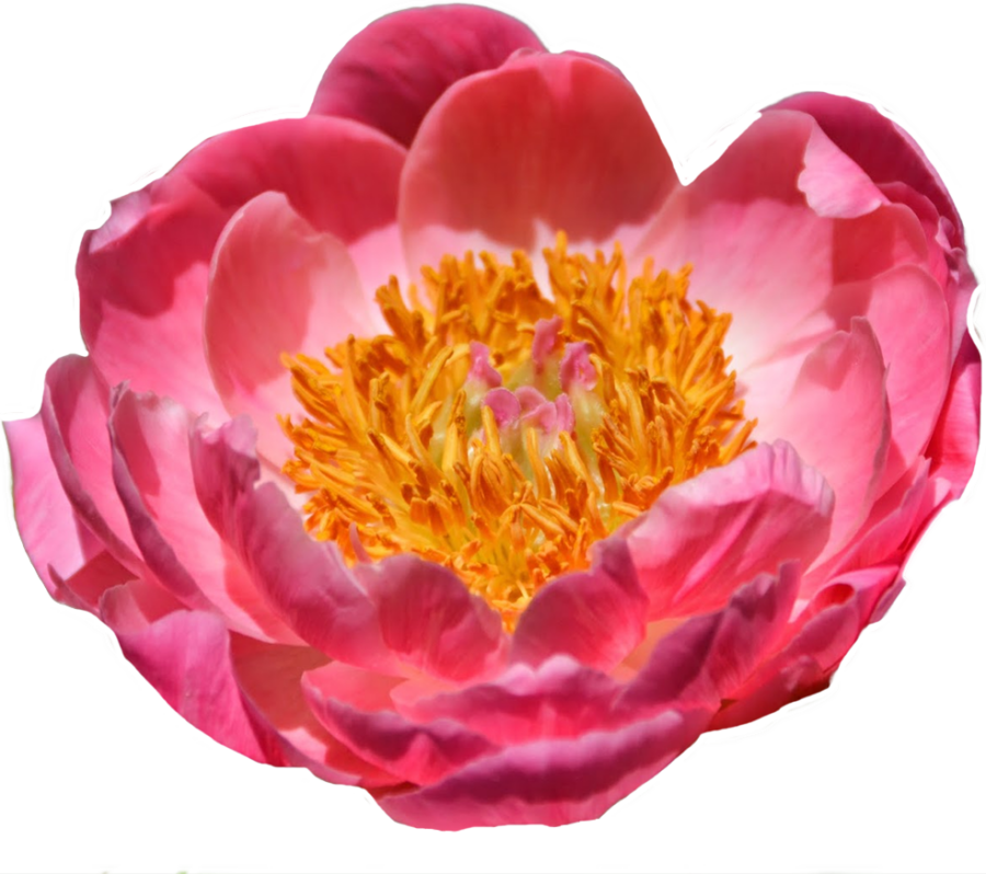 Paeonia Coral Charm