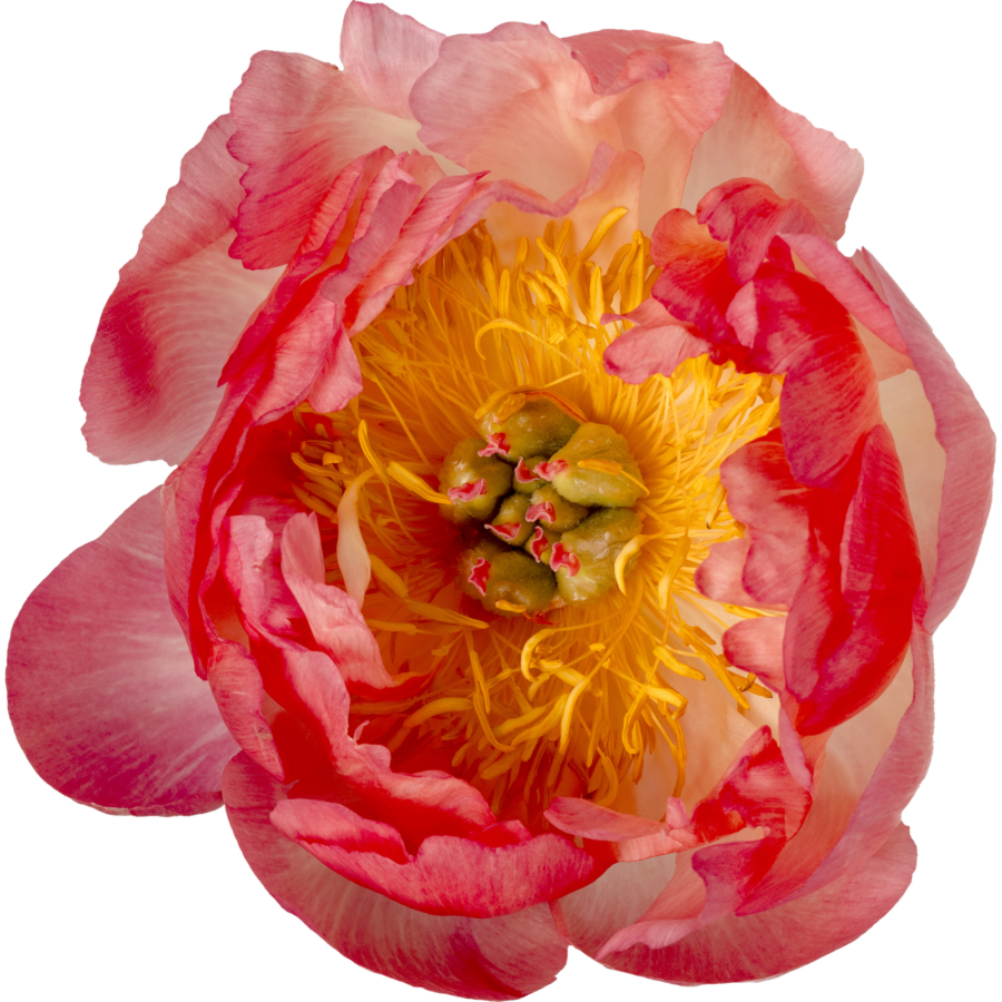 Paeonia Coral Sunset