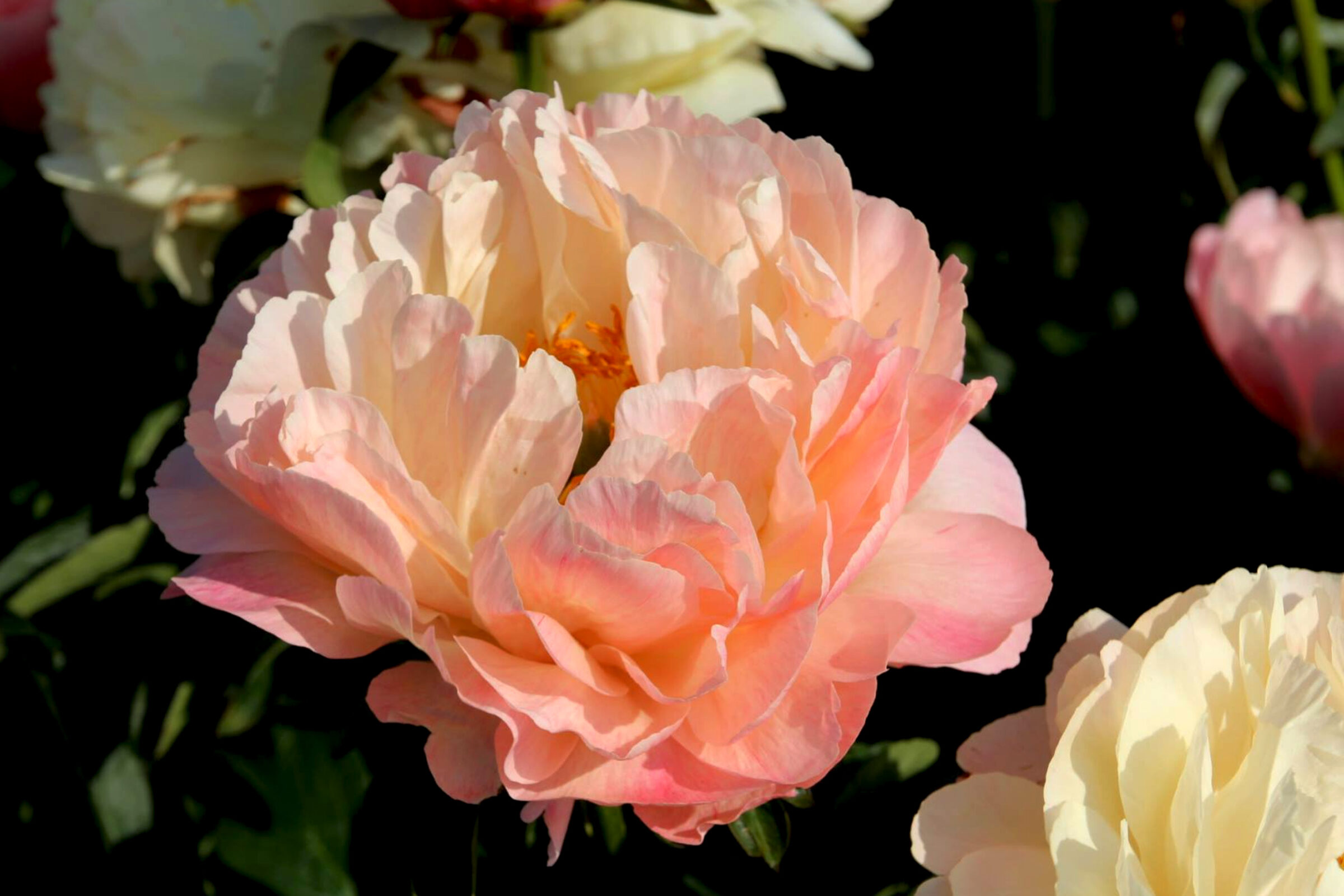 Paeonia Coral Sunset