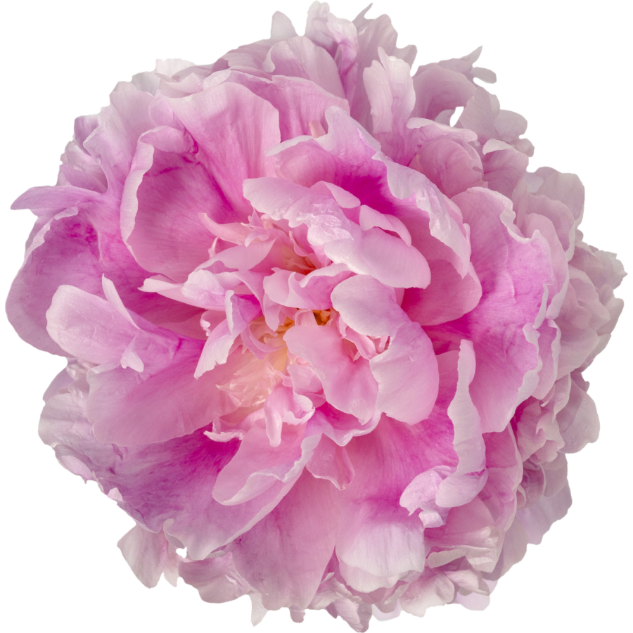 Paeonia Диннер Плейт