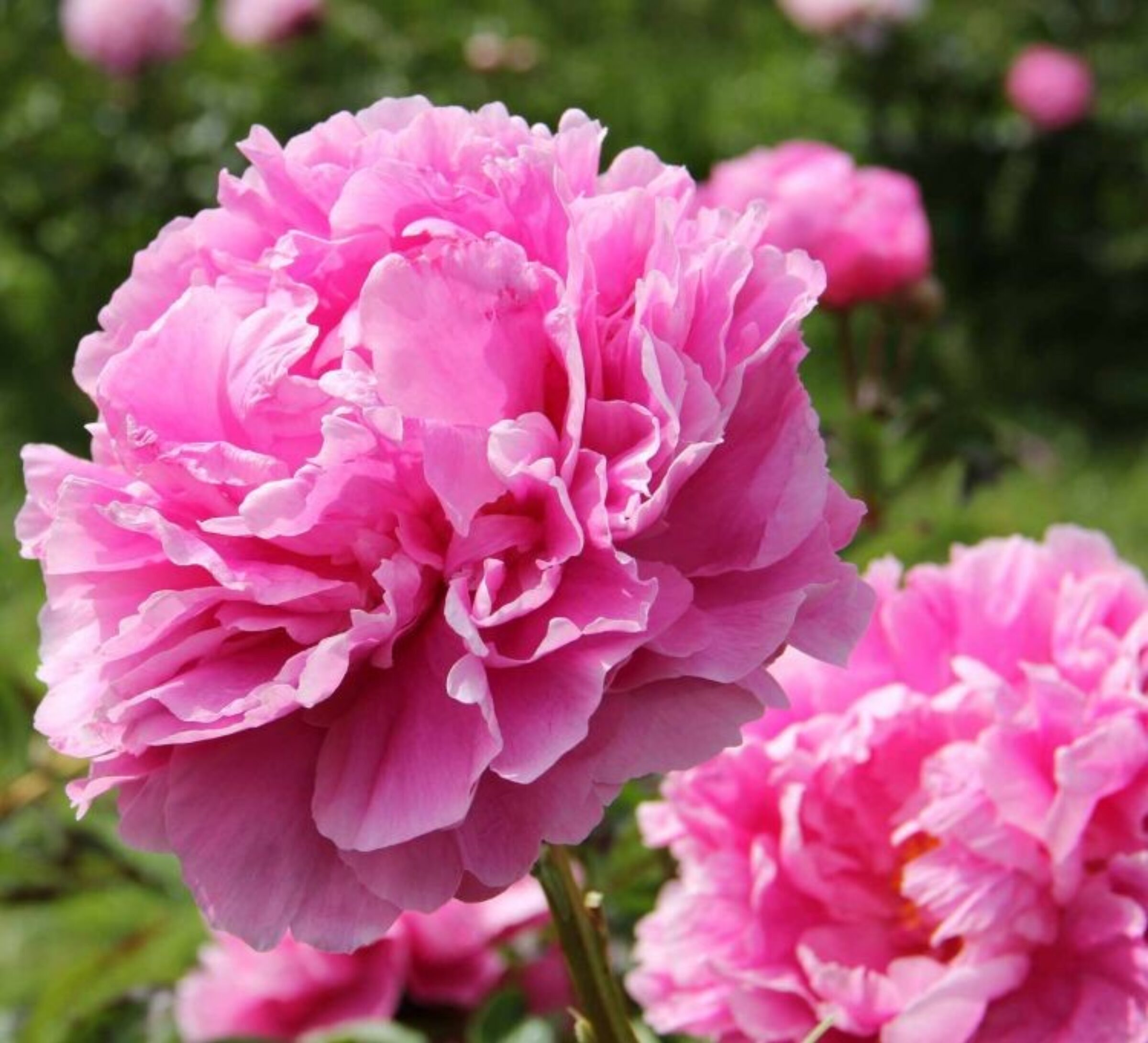 Dr Alexander Fleming peony