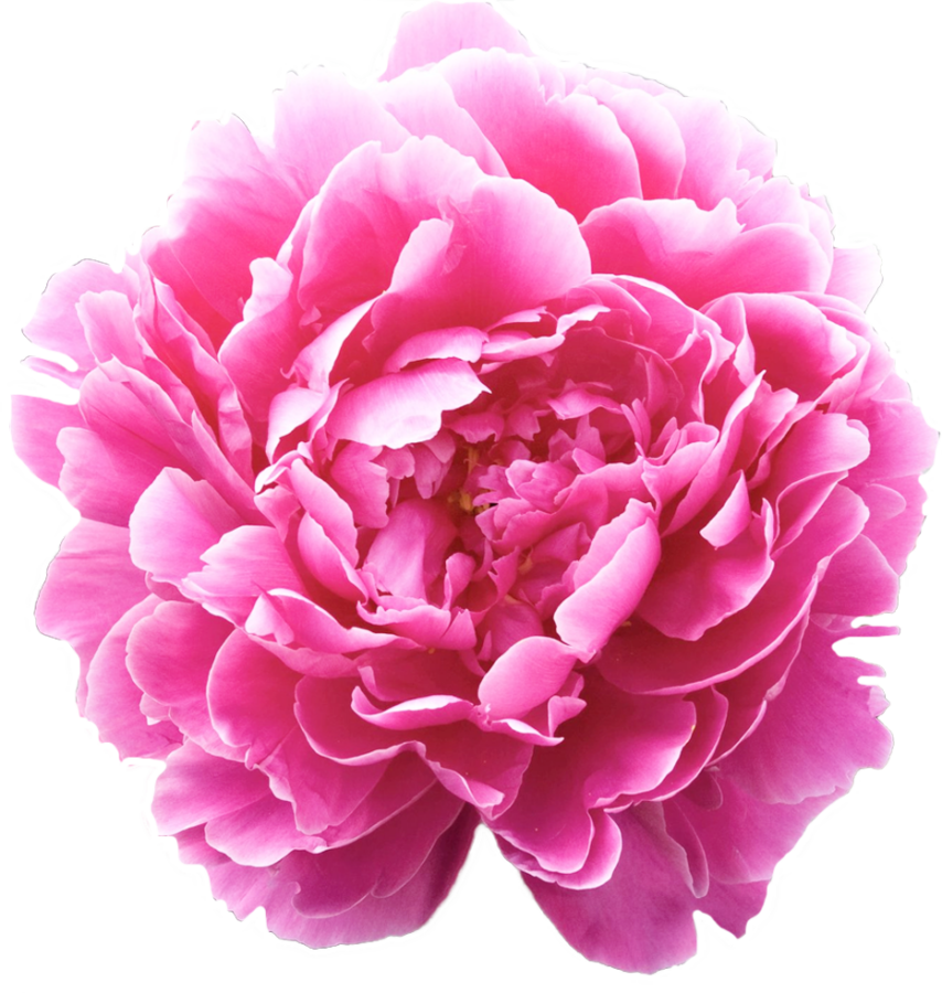 Paeonia Dr. Alexander Fleming