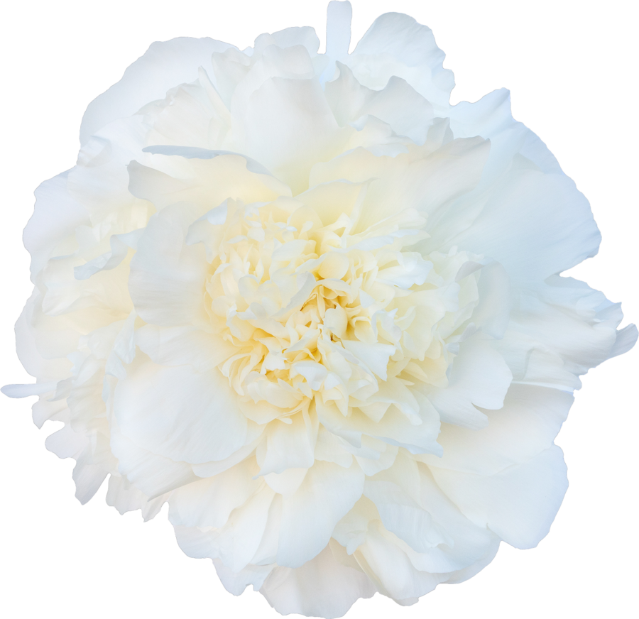 Paeonia Dr. F.G. Brethour