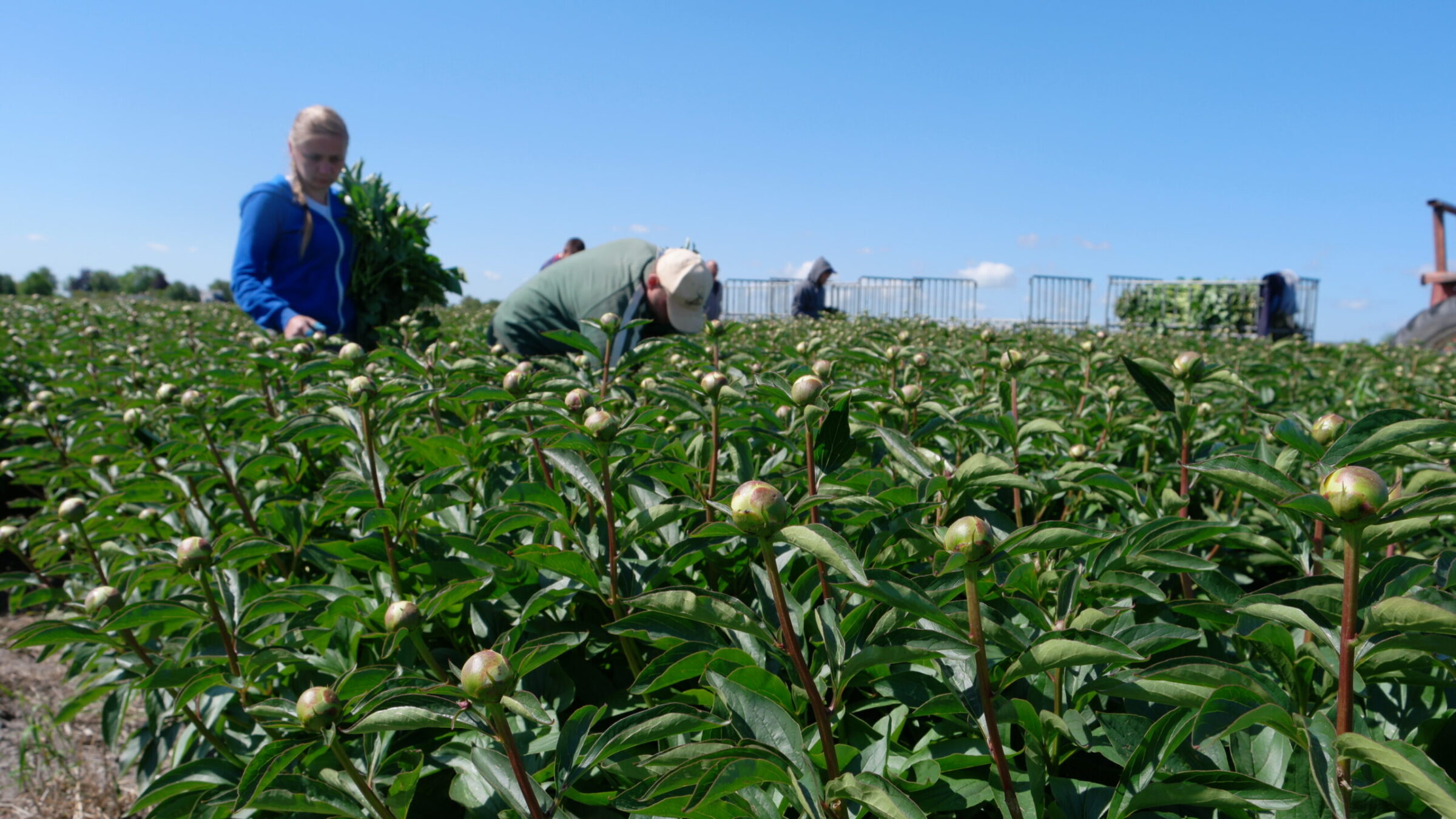 Paeonia Duchesse de nemours in the field