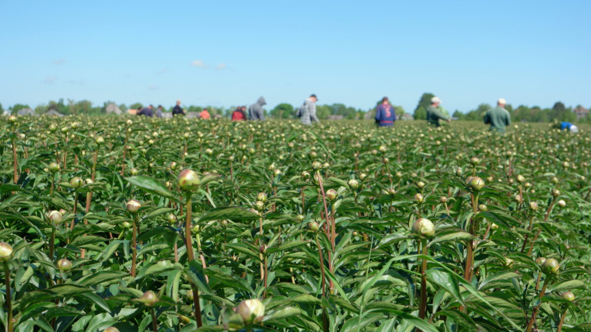 Paeonia Duchesse de Nemours in the field