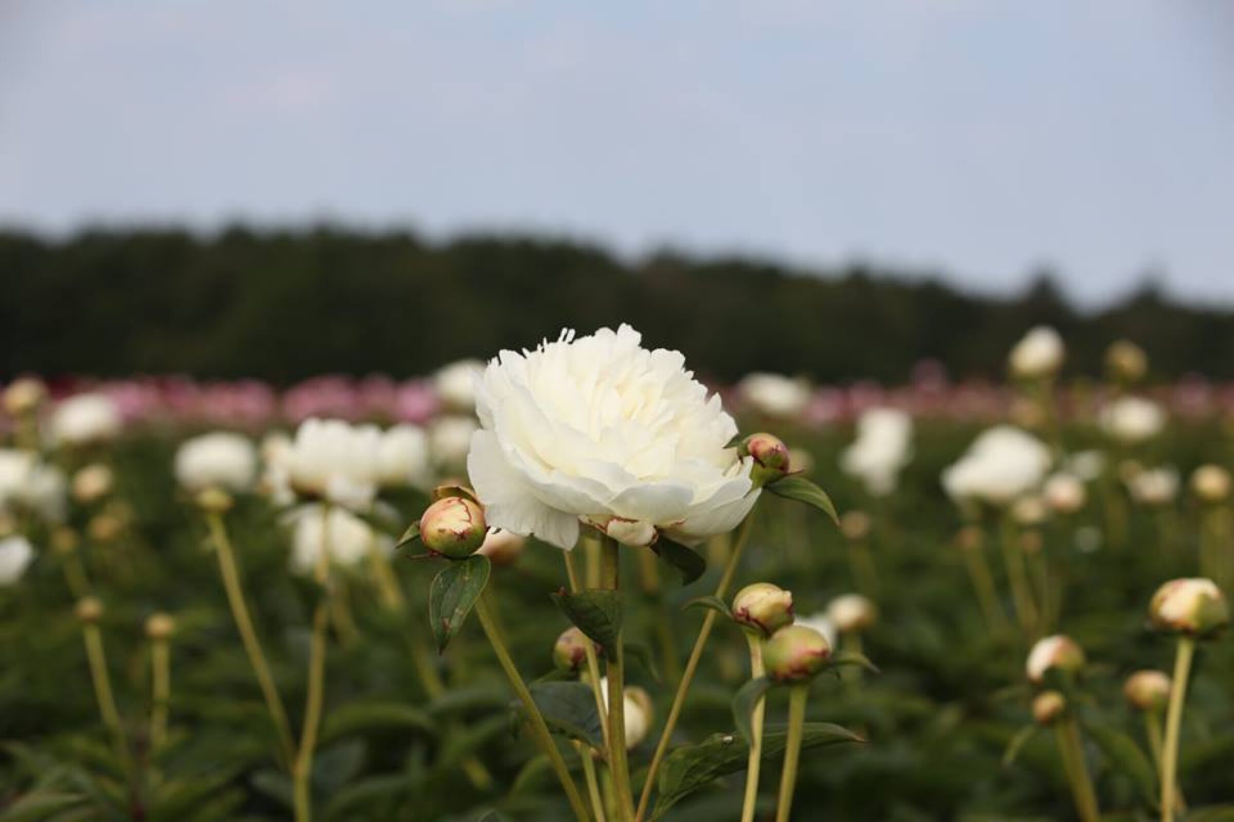 Paeonia Elsa Sass