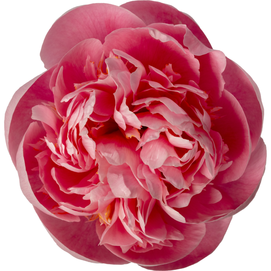 Paeonia Home 