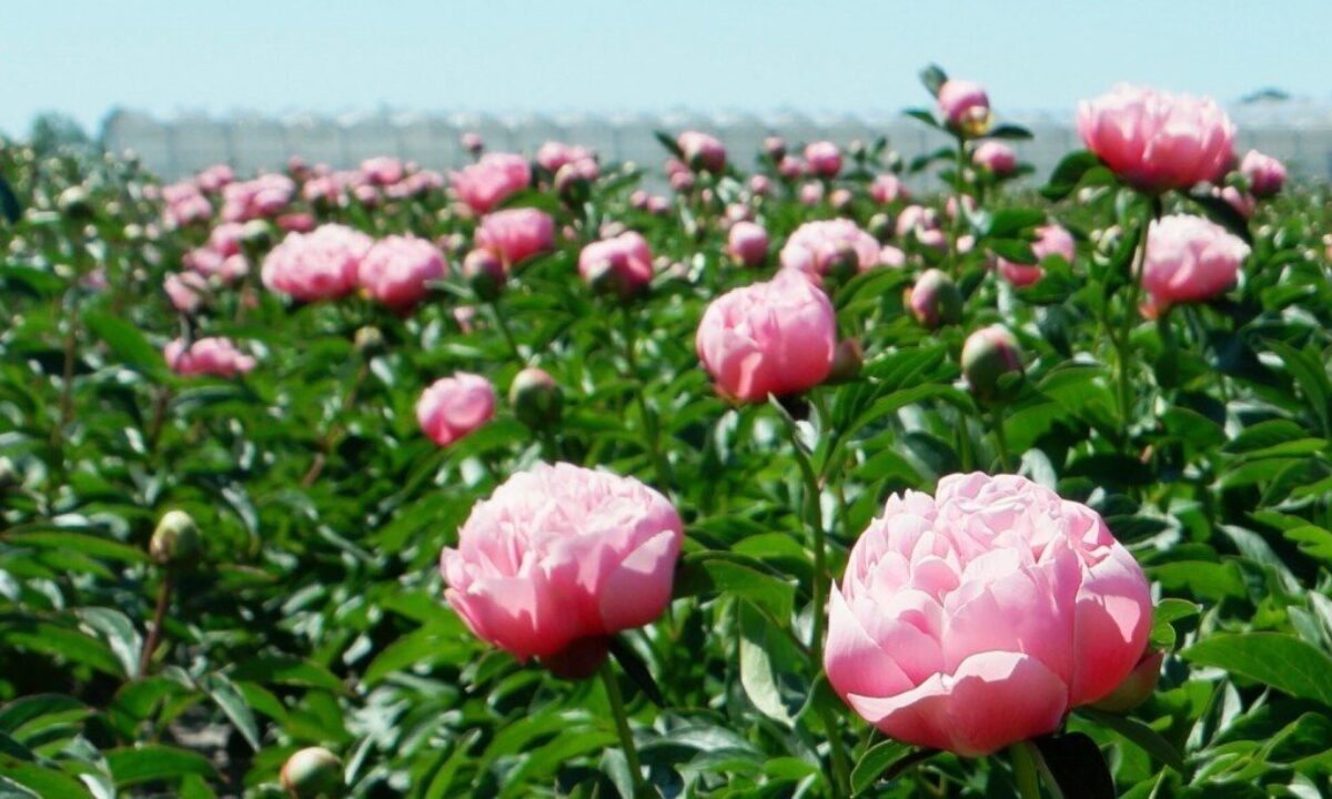 Paeonia Etched Salmon in the field