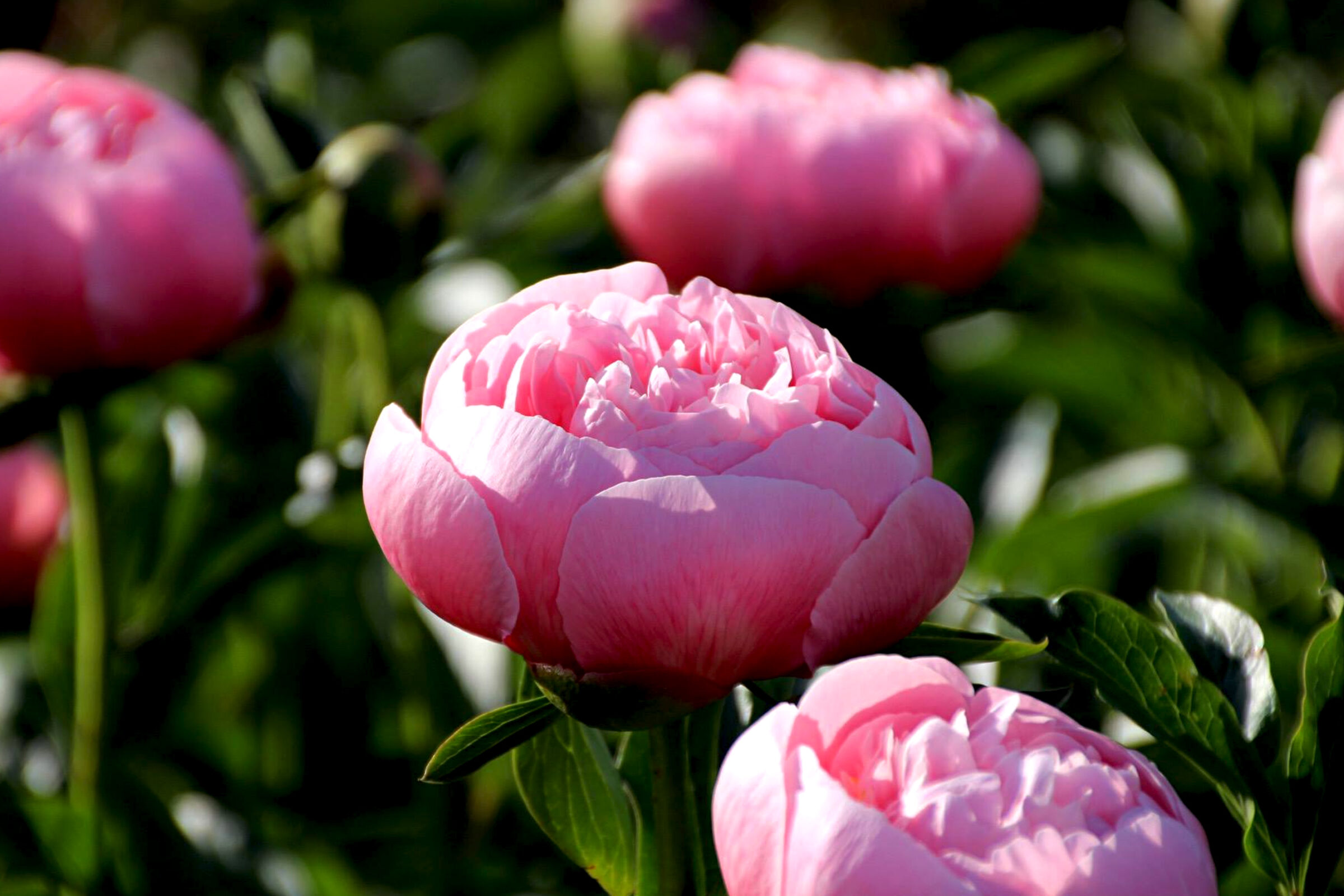 Peony Etched Salmon is blooming in the field