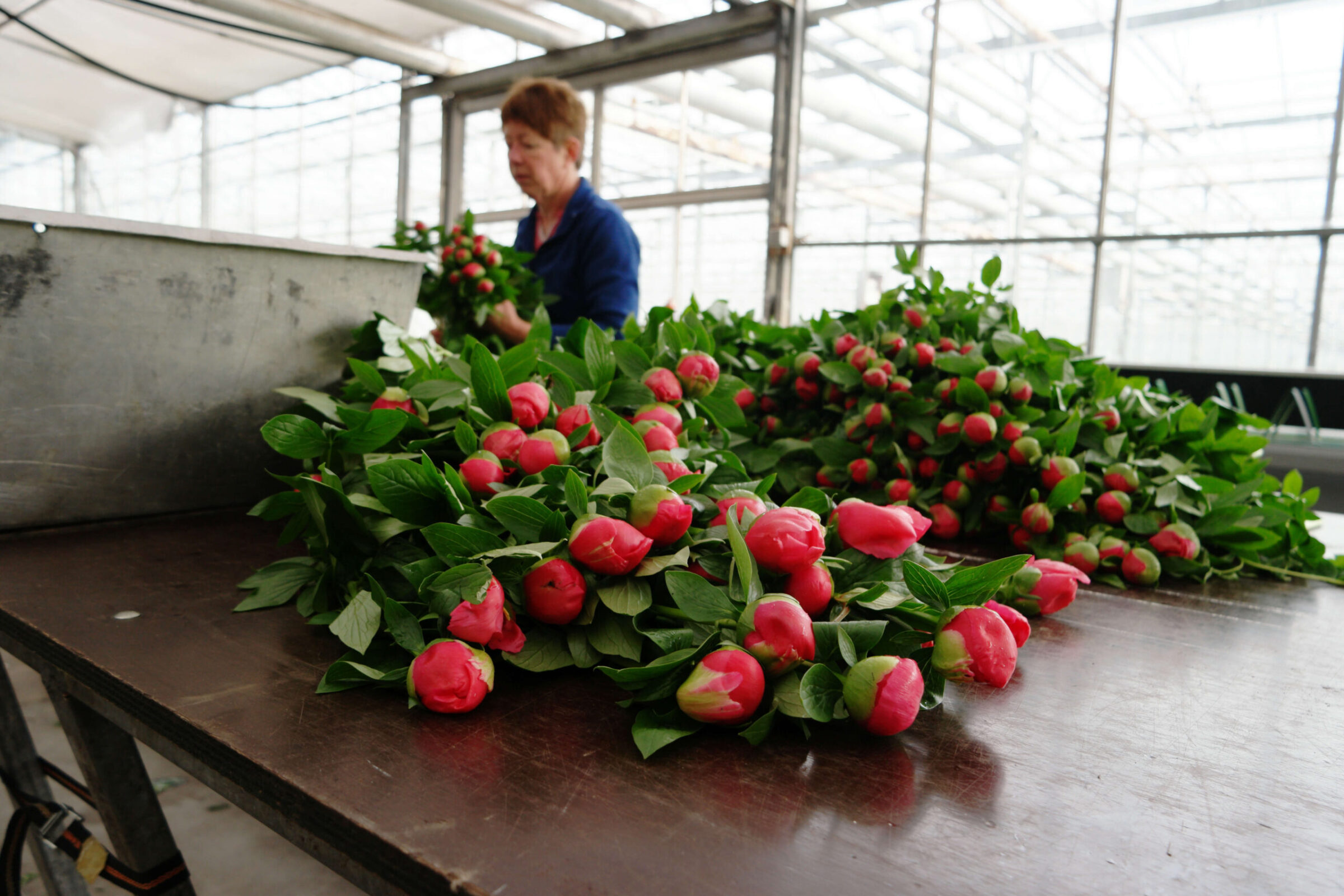 Paeonia Flame