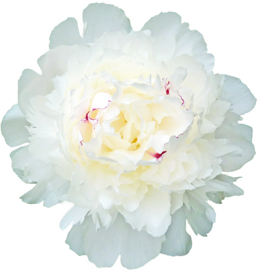 Paeonia Festiva Maxima