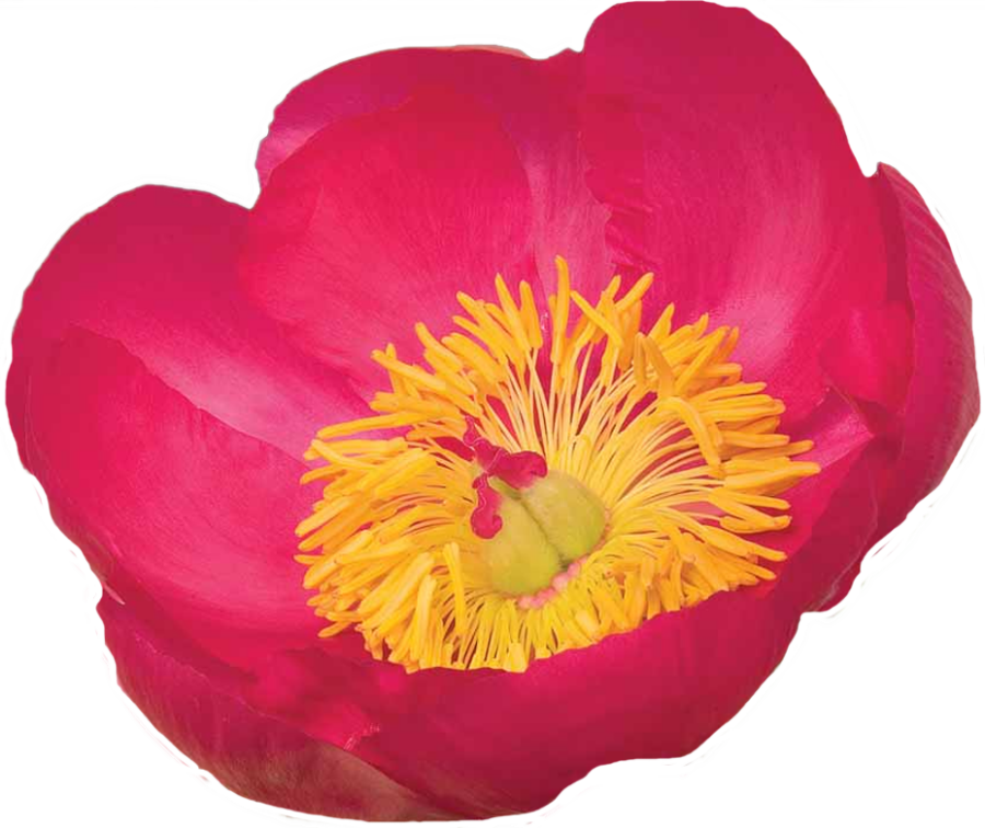 Paeonia Flame