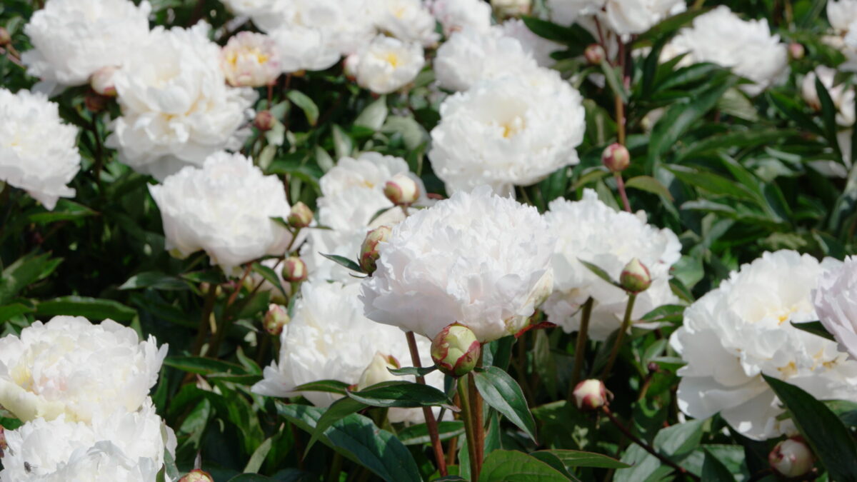 Paeonia Gardenia in field