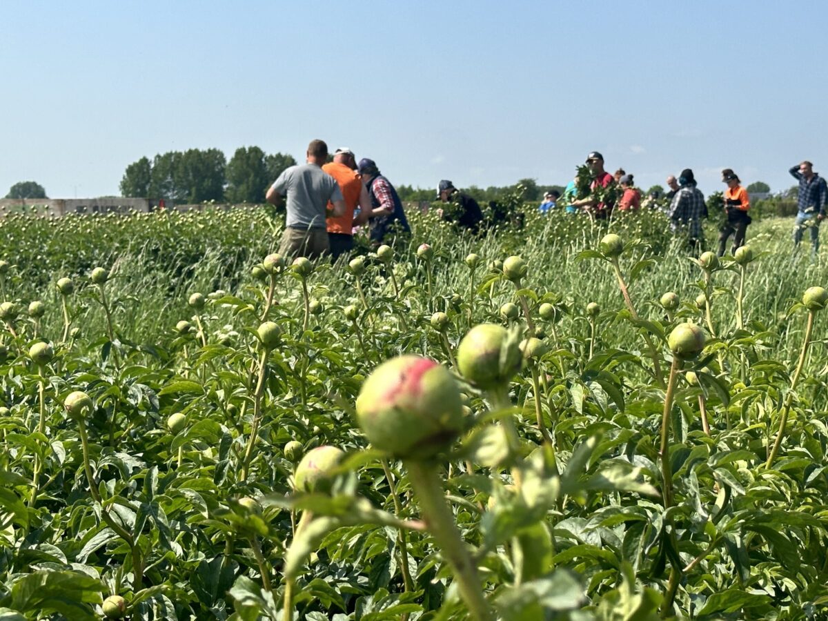 Harvesting