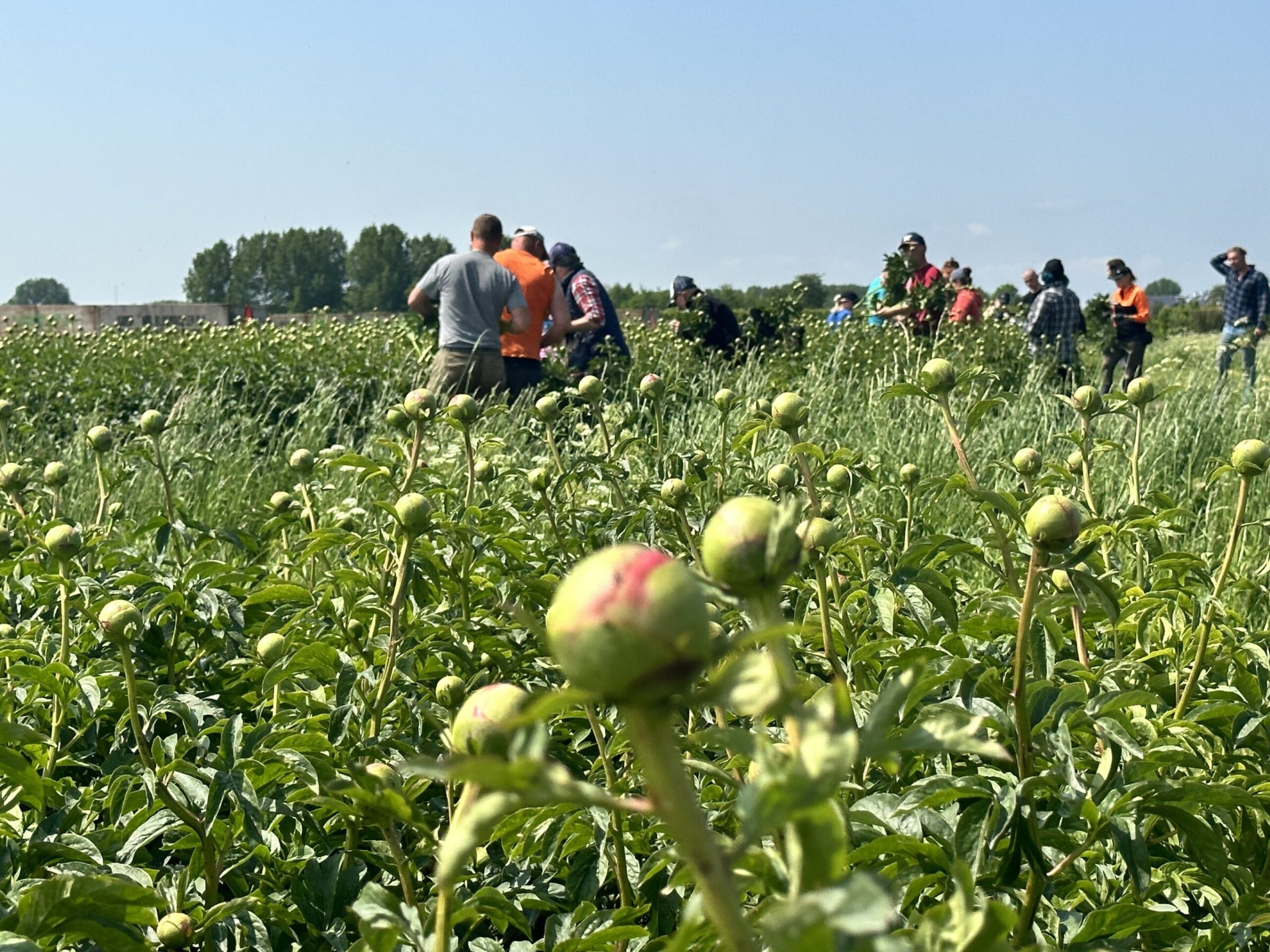 Harvesting