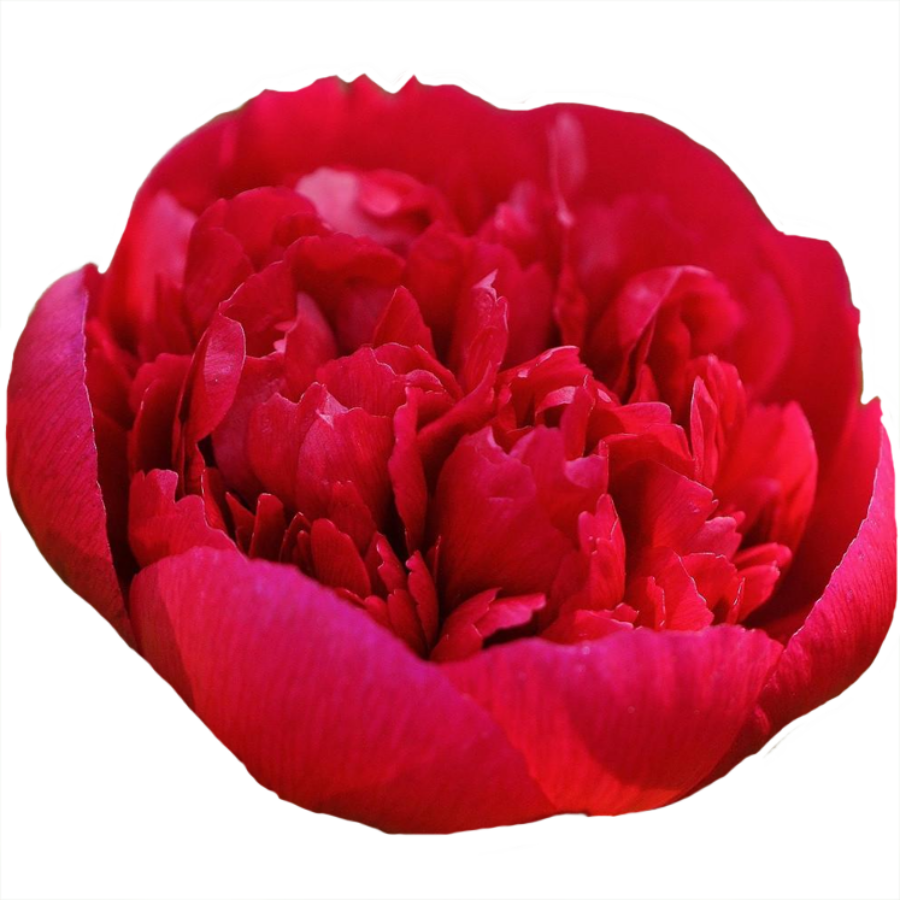 Paeonia Генри Бокстос