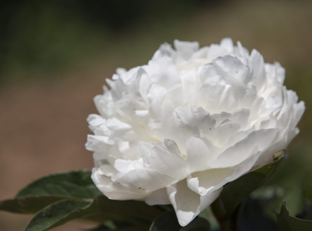 White peony