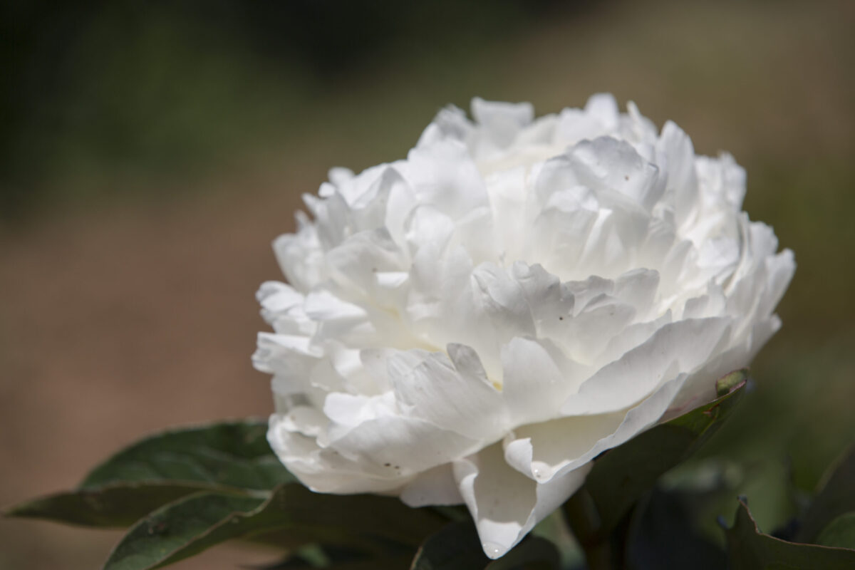 White peony