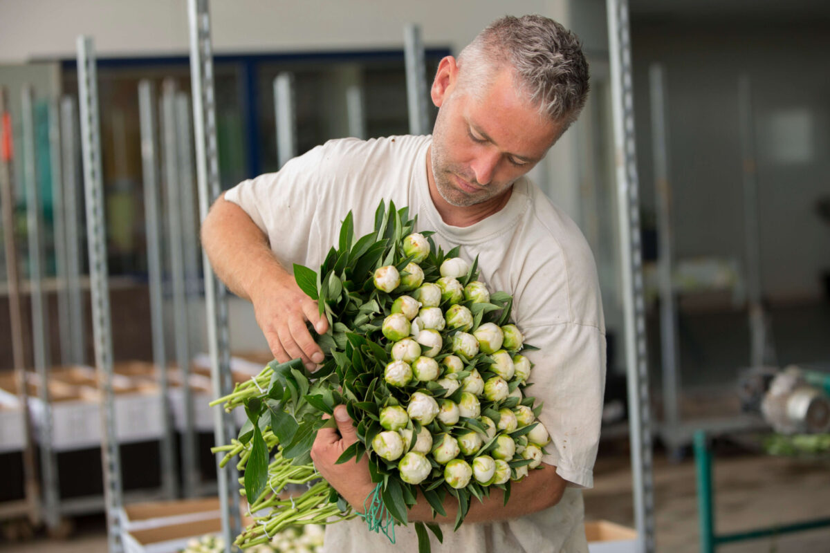 Paeonia Madame Claude Tain grower