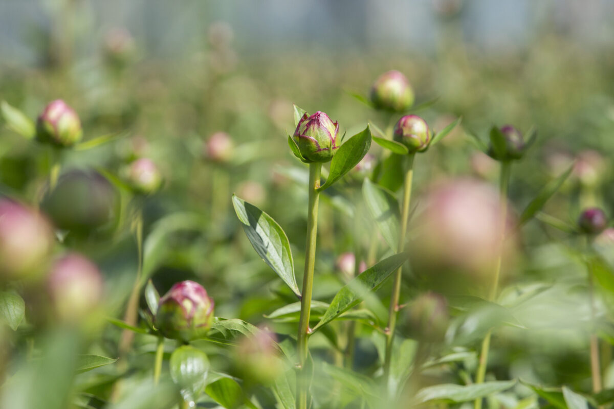 Peonyfields