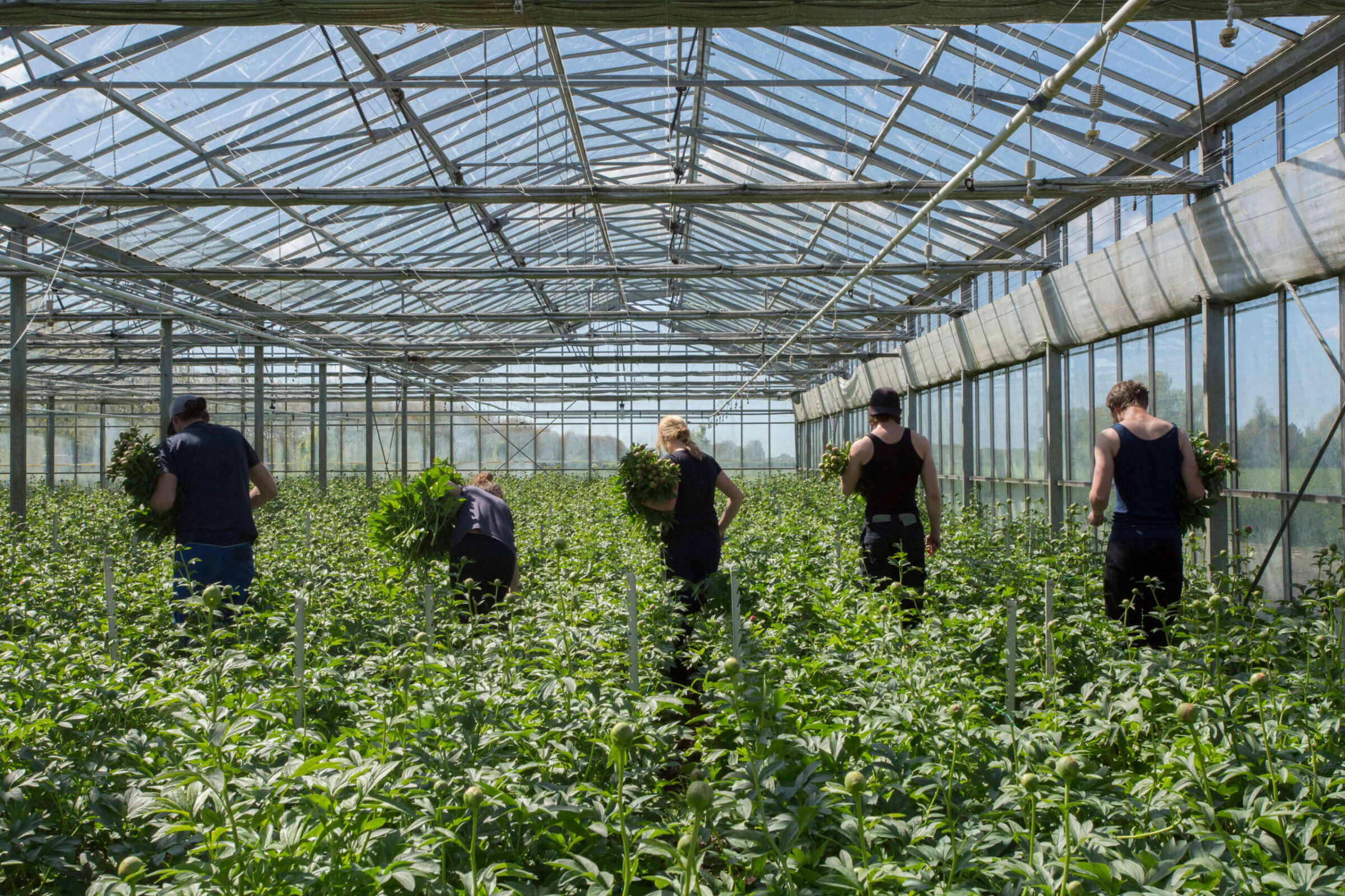 Peony harvest Weverink