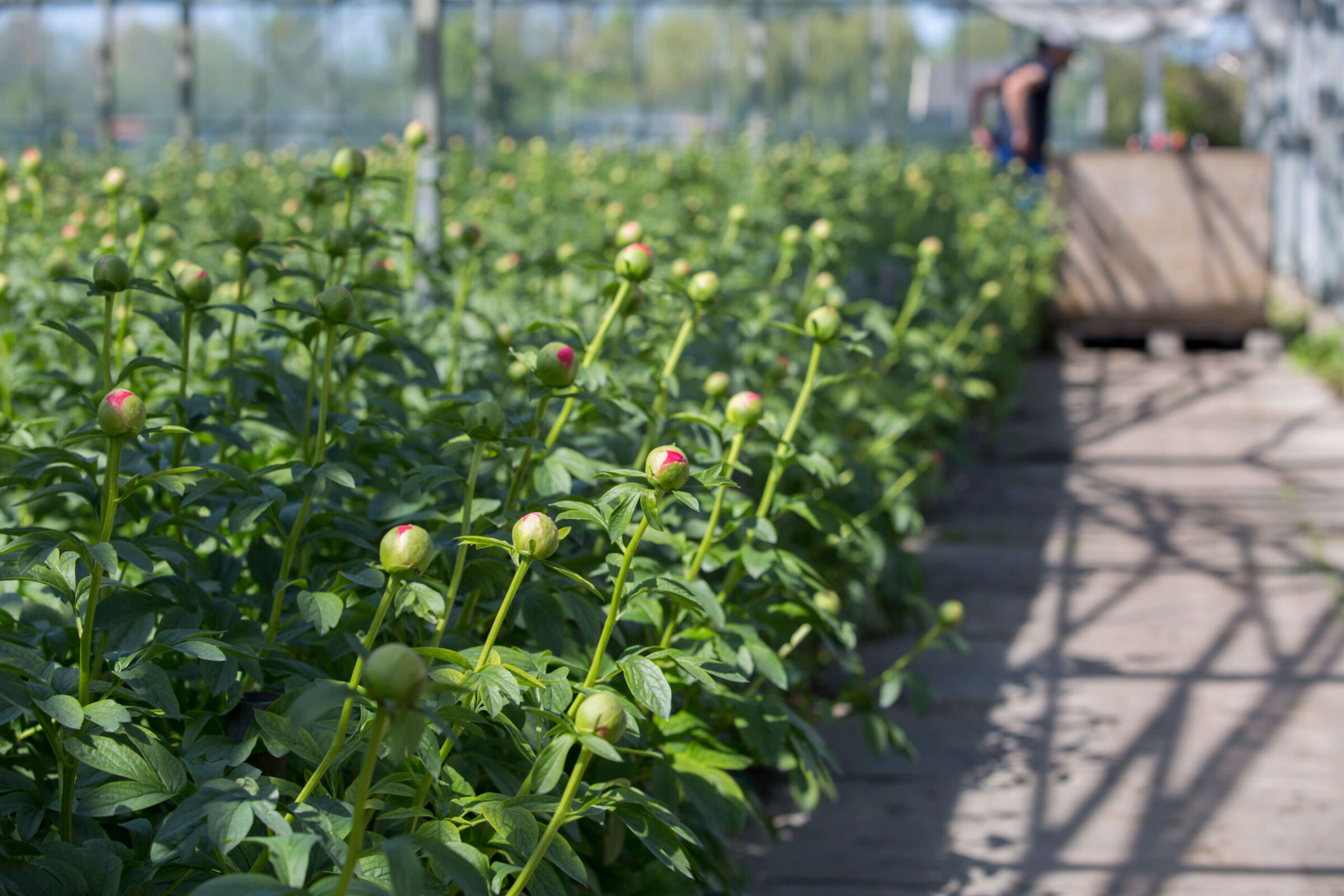 Peony harvest Weverink