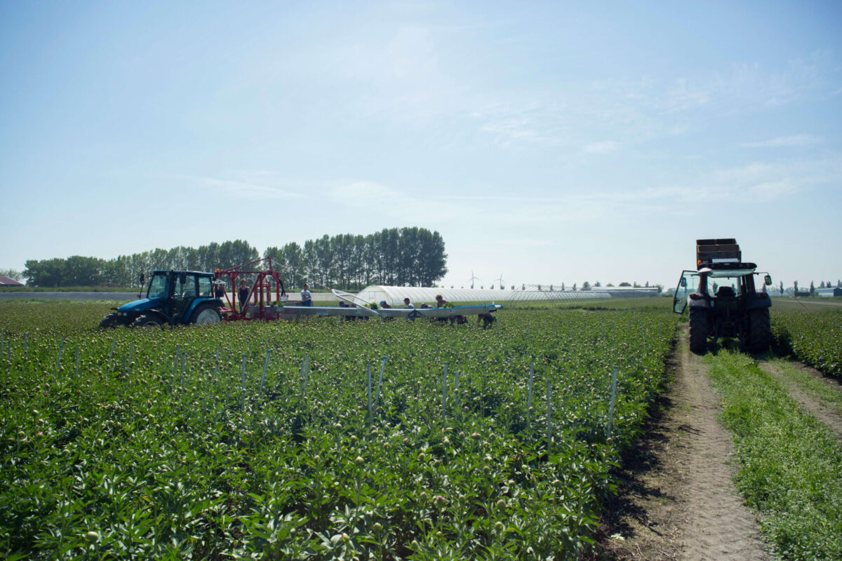 Peony harvest Weverink