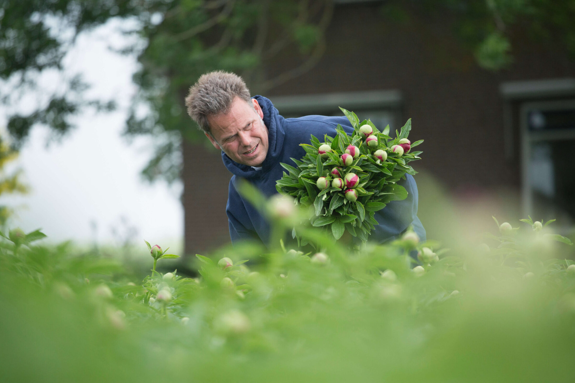 Alex Karsten harvesting Red Charm peonies