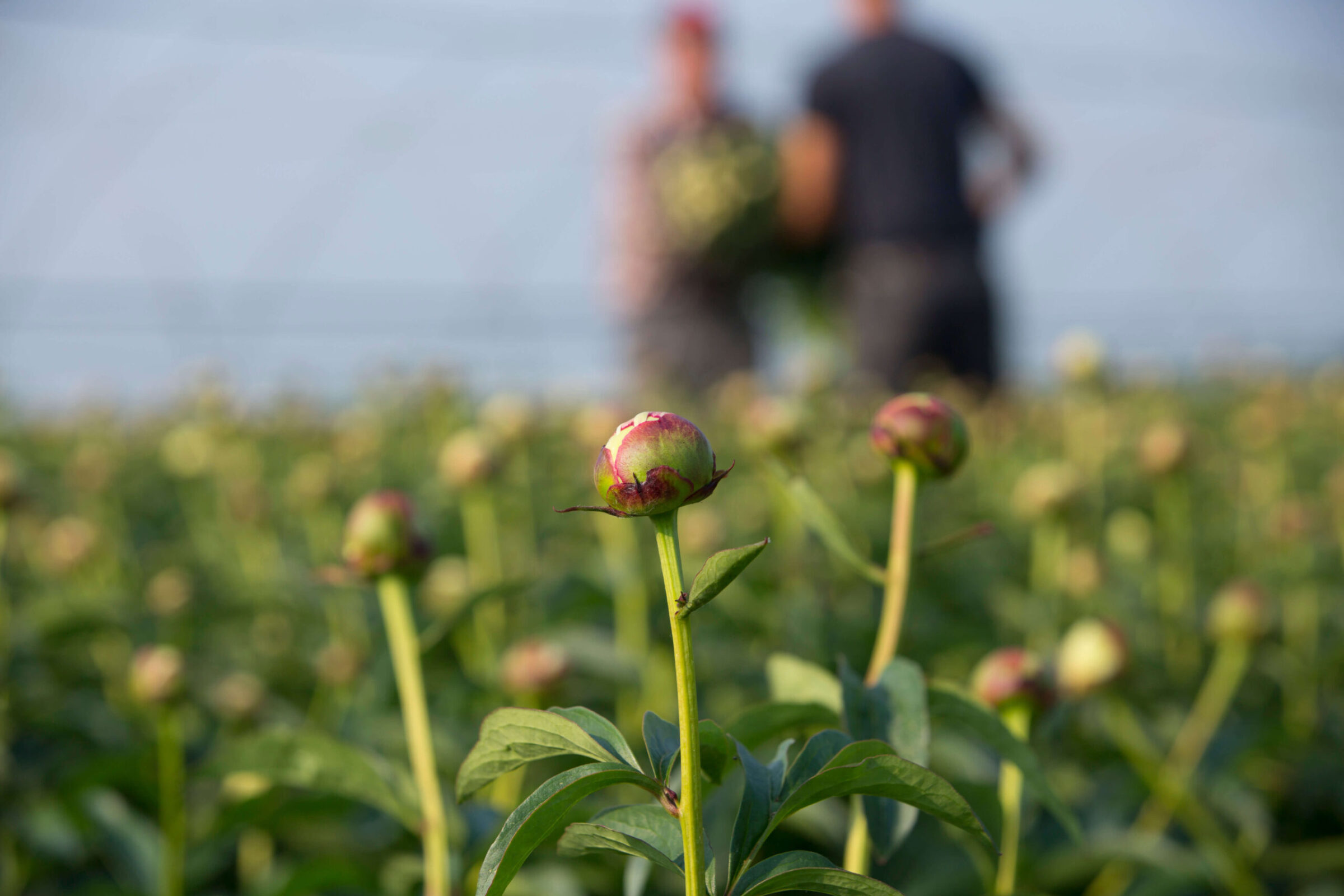 Pink Sarah Bernhardt peonies Fresh from the grower