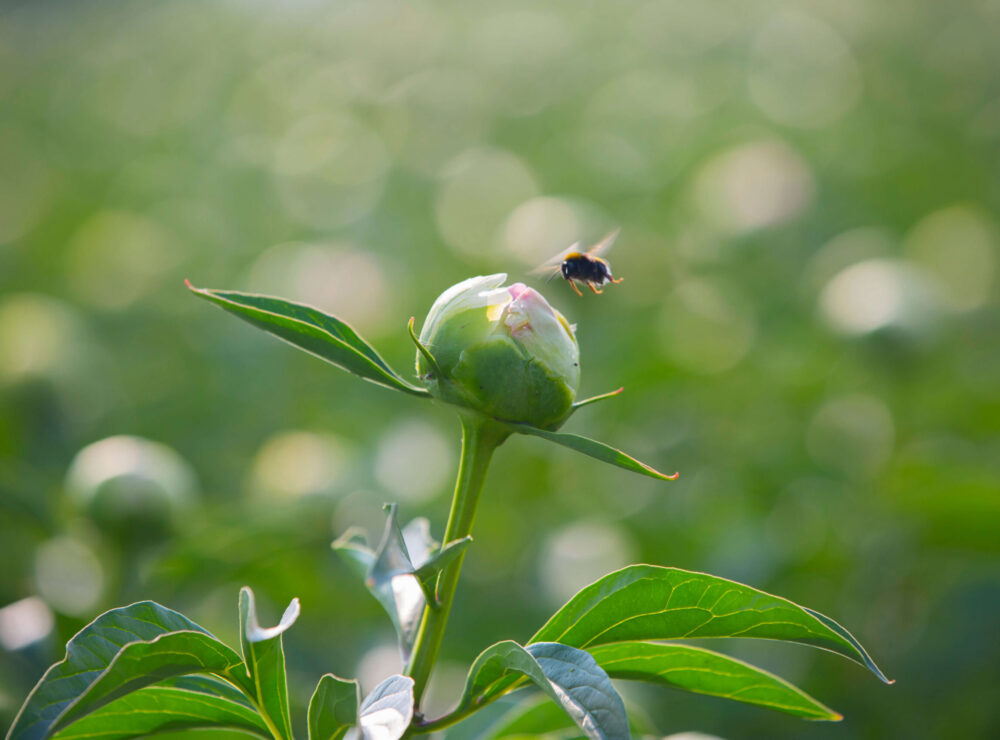 Flowers and bees