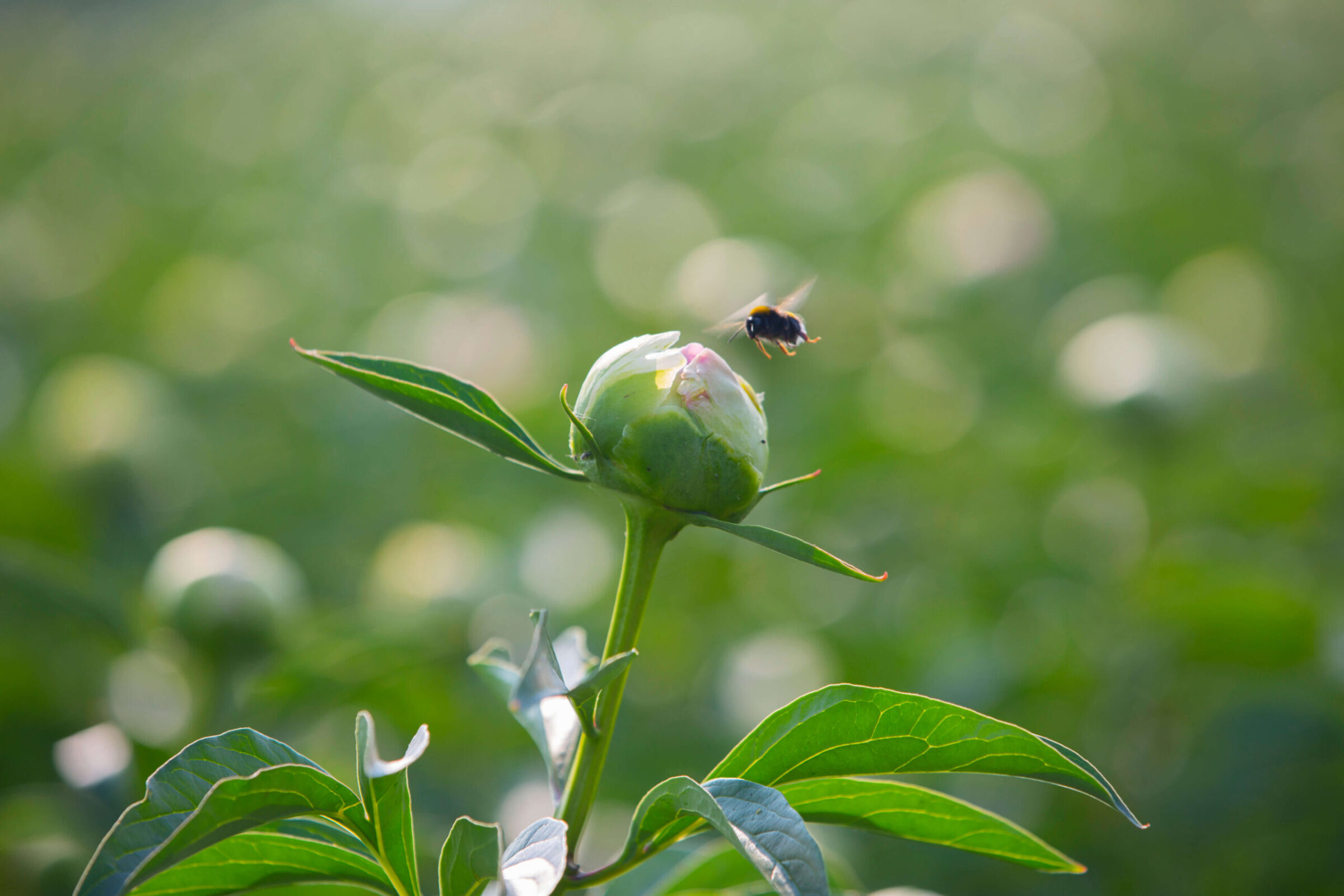 Flowers and bees