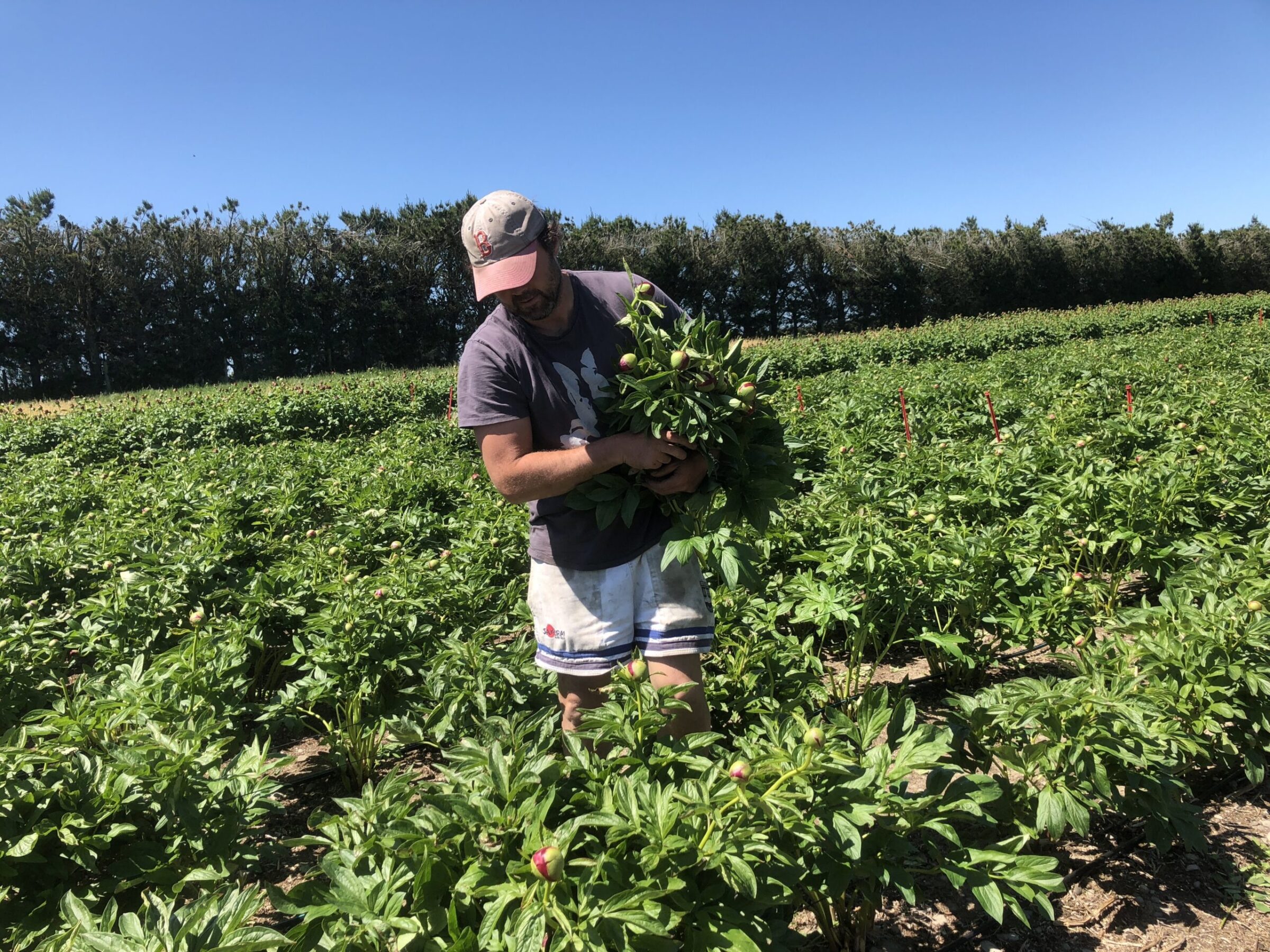 Peonies: they're back! 