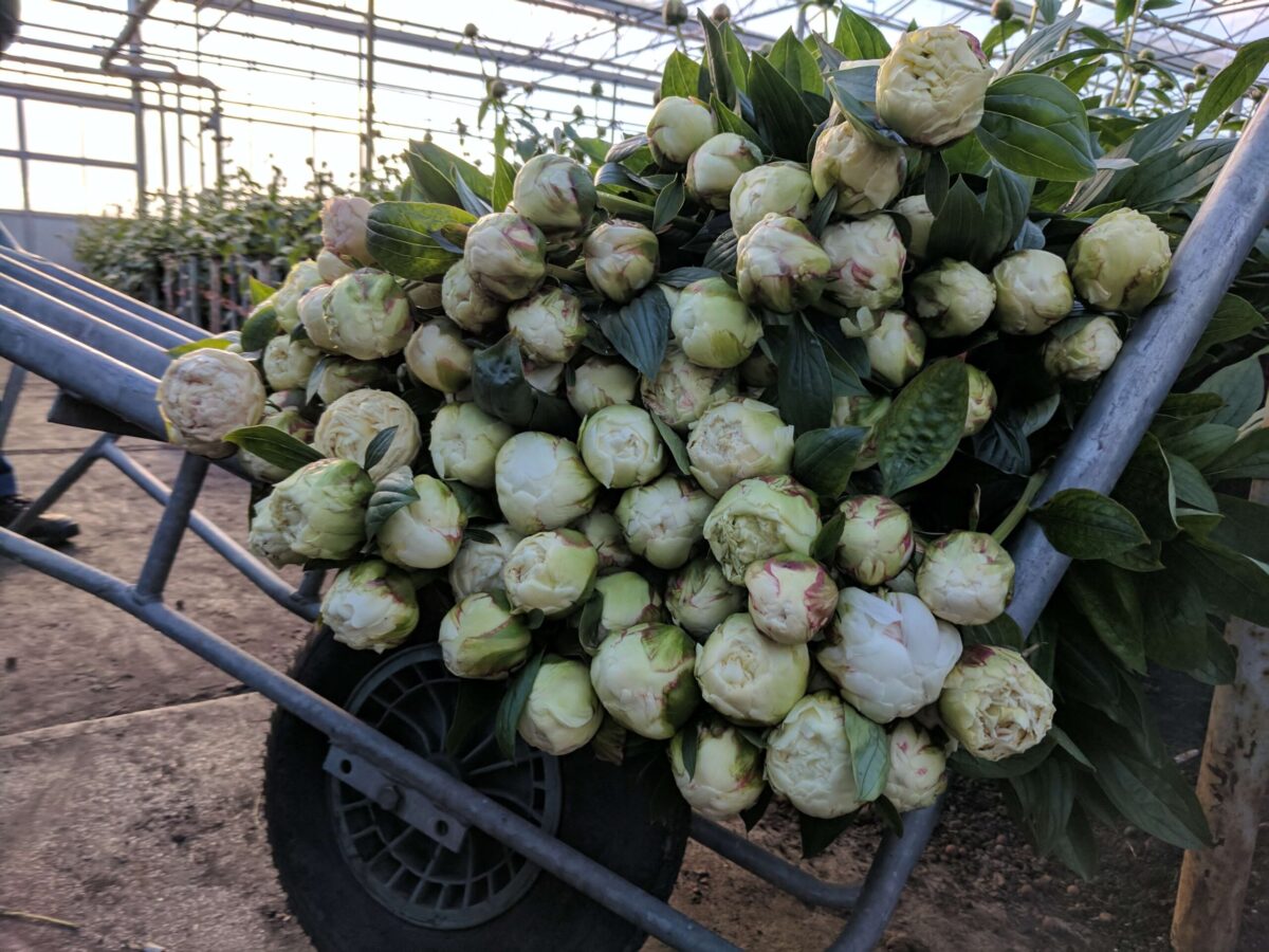 Paeonia White Bowl of Cream