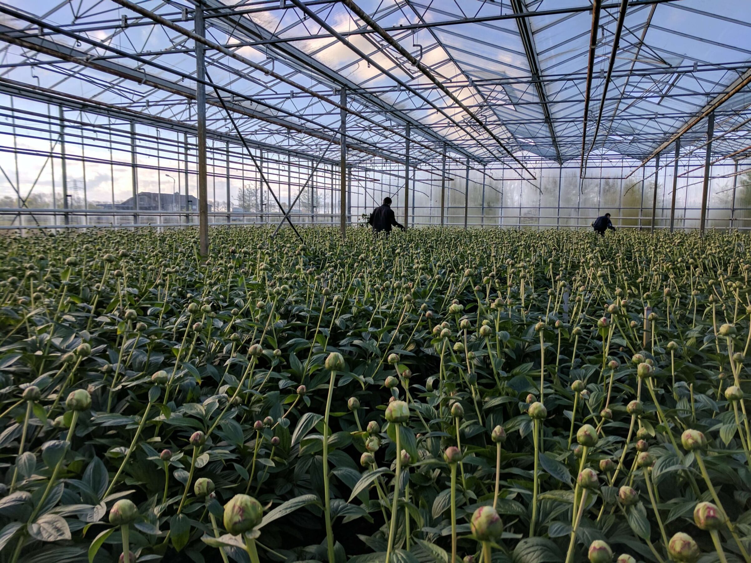 White Bowl of Cream peonies in the greenhouse at Klaver